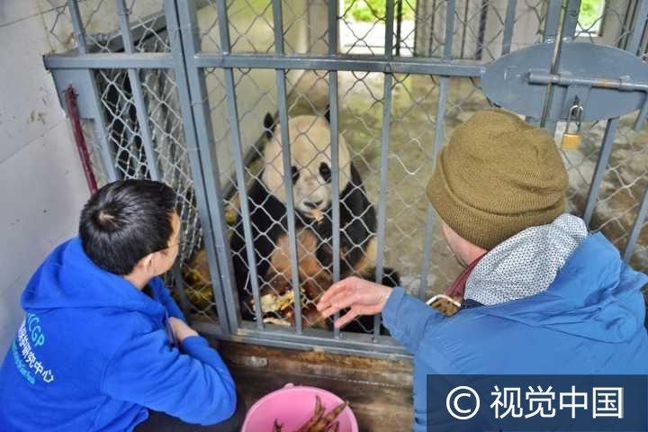 大熊貓思嘉最新消息